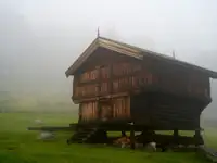 Fjellro