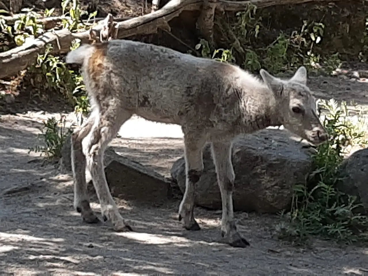 The calf in the ravine