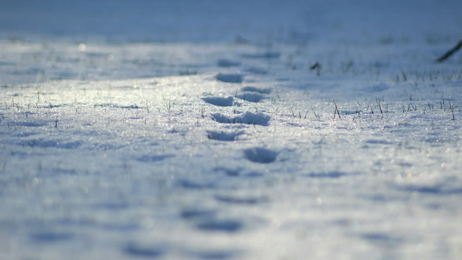 Fox tracks all the way